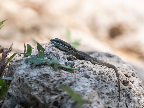 Free Close-up of a lizard basking in the sun on a rocky surface with foliage. Stock Photo