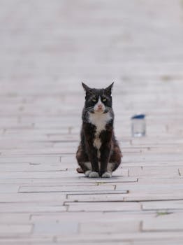 A cute black and white cat in the park