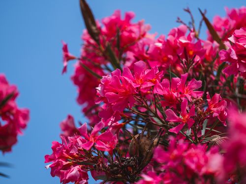 Free Close-up of vibrant pink oleander flowers against a clear blue sky, symbolizing summer beauty. Stock Photo