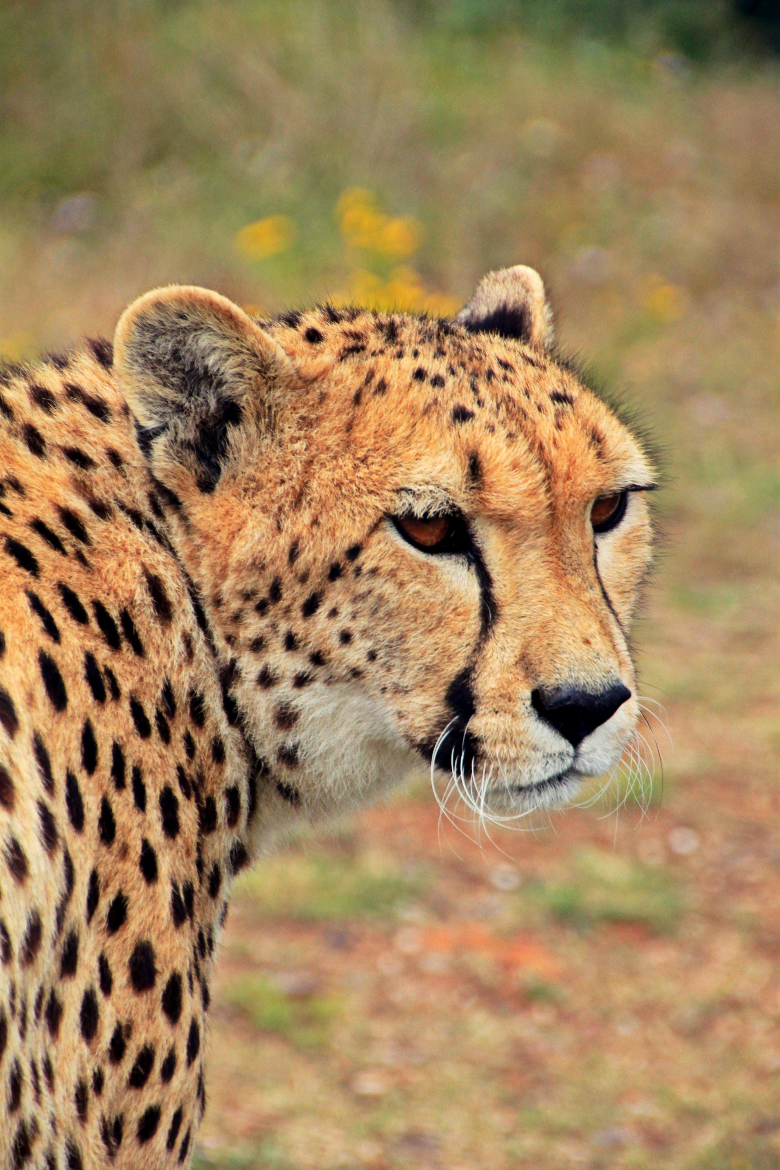 20+ Gepard Fotos · Pexels · Kostenlose Stock Fotos