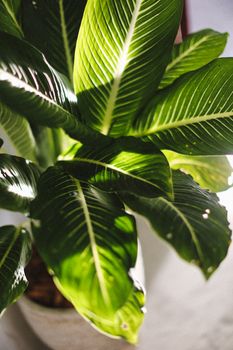 Close-up of lush, sunlit tropical plant leaves, showcasing vibrant green hues. - Fotografer Sidoarjo
