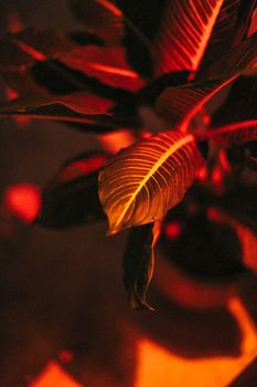 Artistic shot of tropical plant leaves highlighted by warm red lighting, creating a dramatic effect.