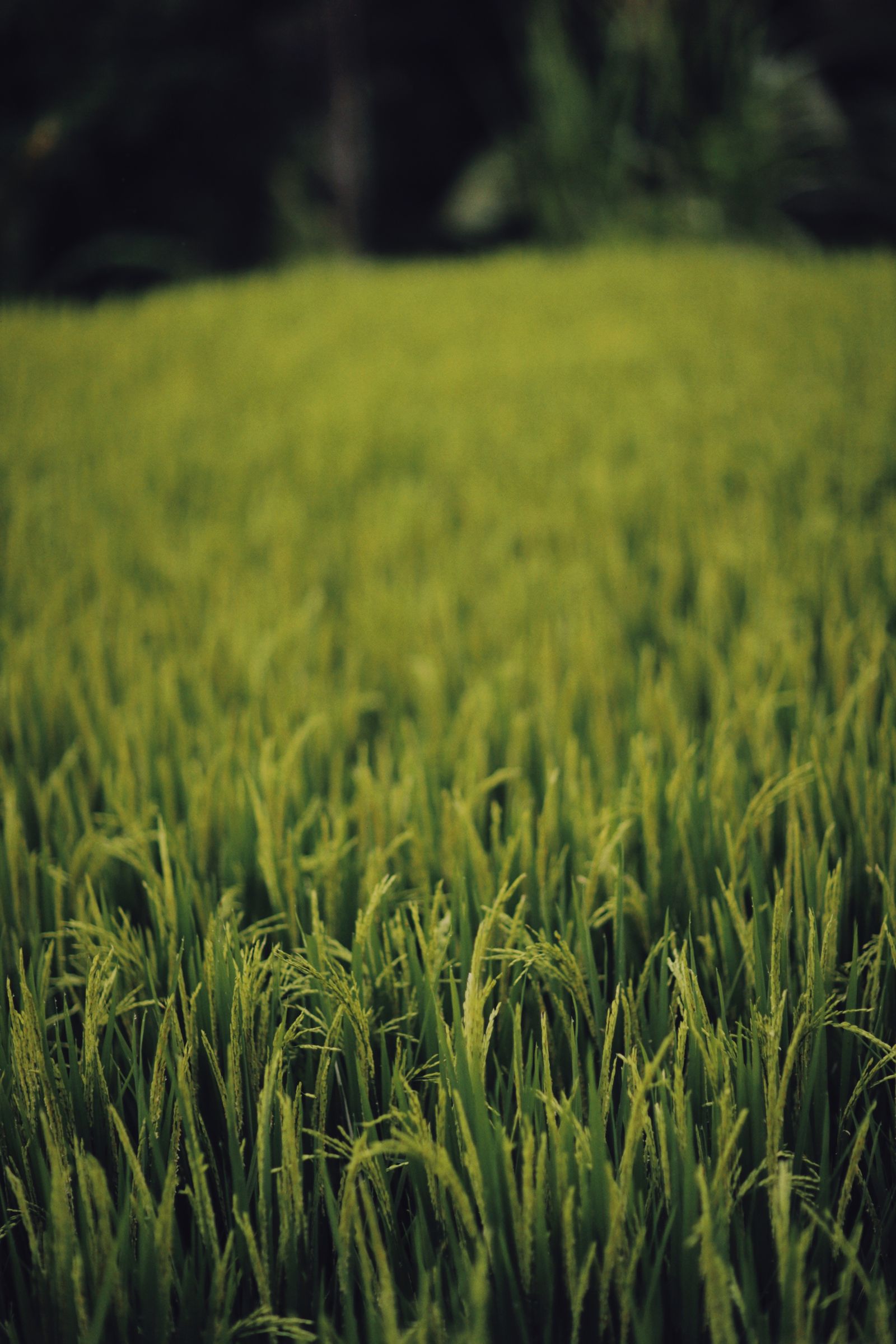 Rice paddy field stock photograph