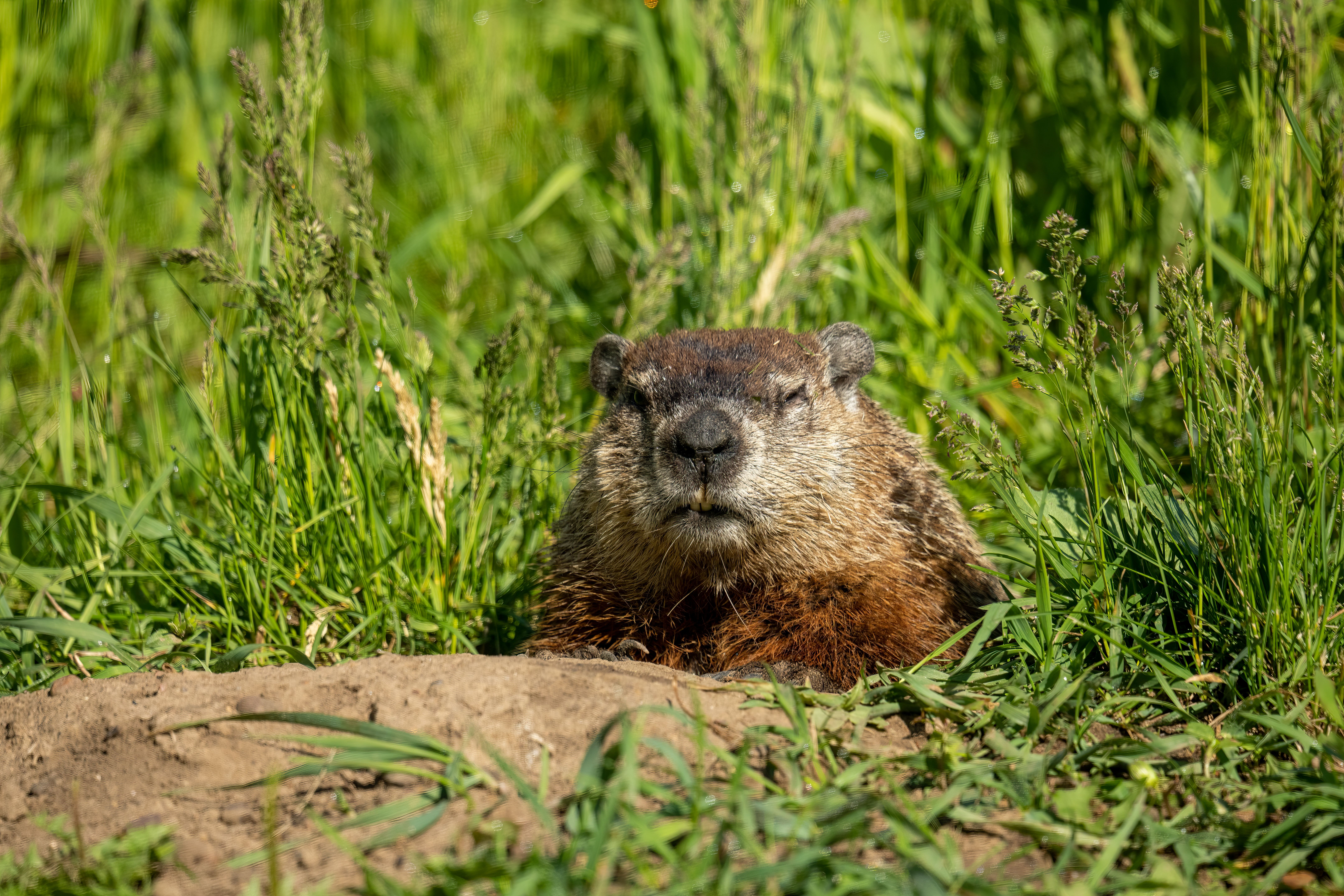 Groundhog in Natural Habitat in Wabasha, Minnesota · Free Stock Photo