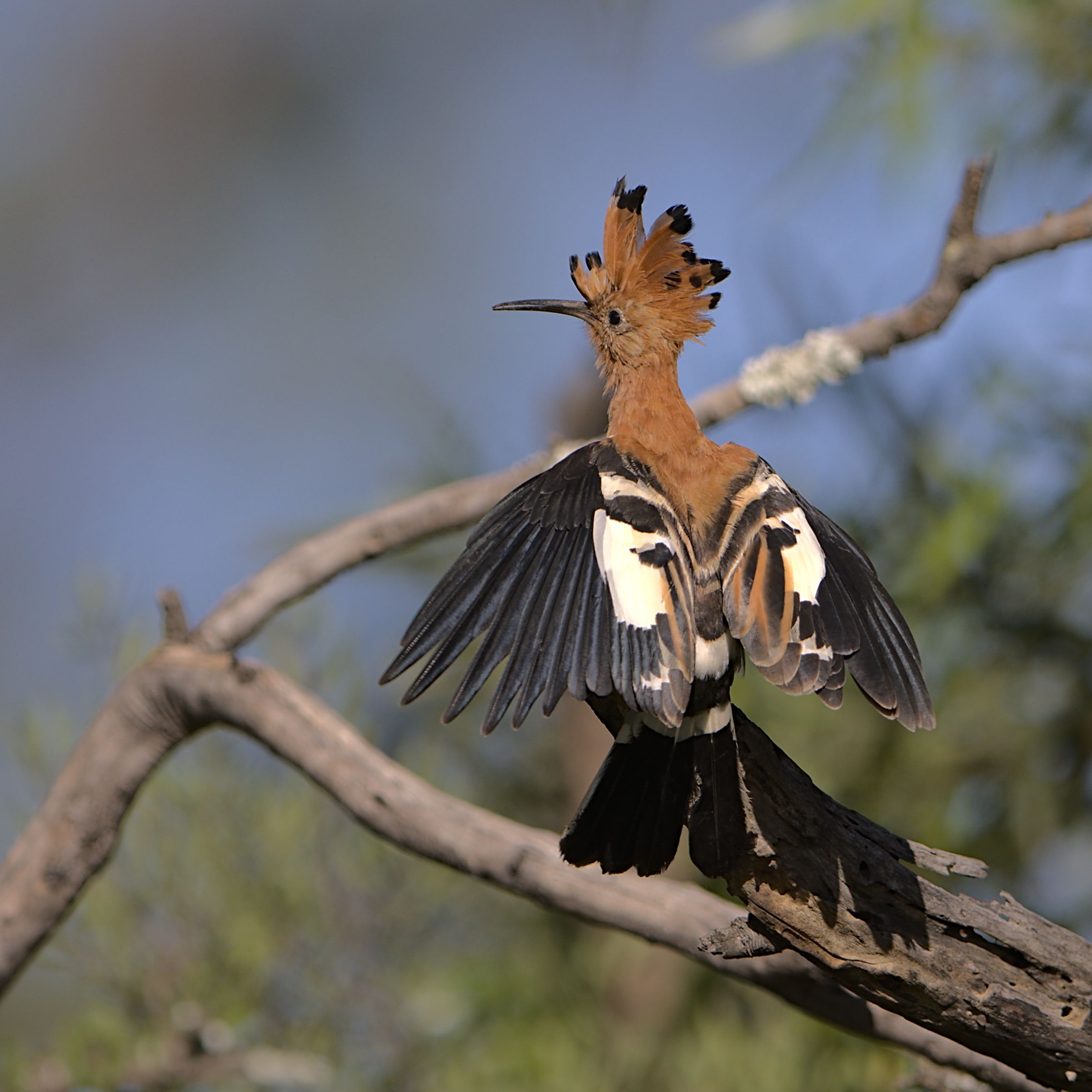 Vibrant African Hoopoe Perched in Natural Habitat · Free Stock Photo