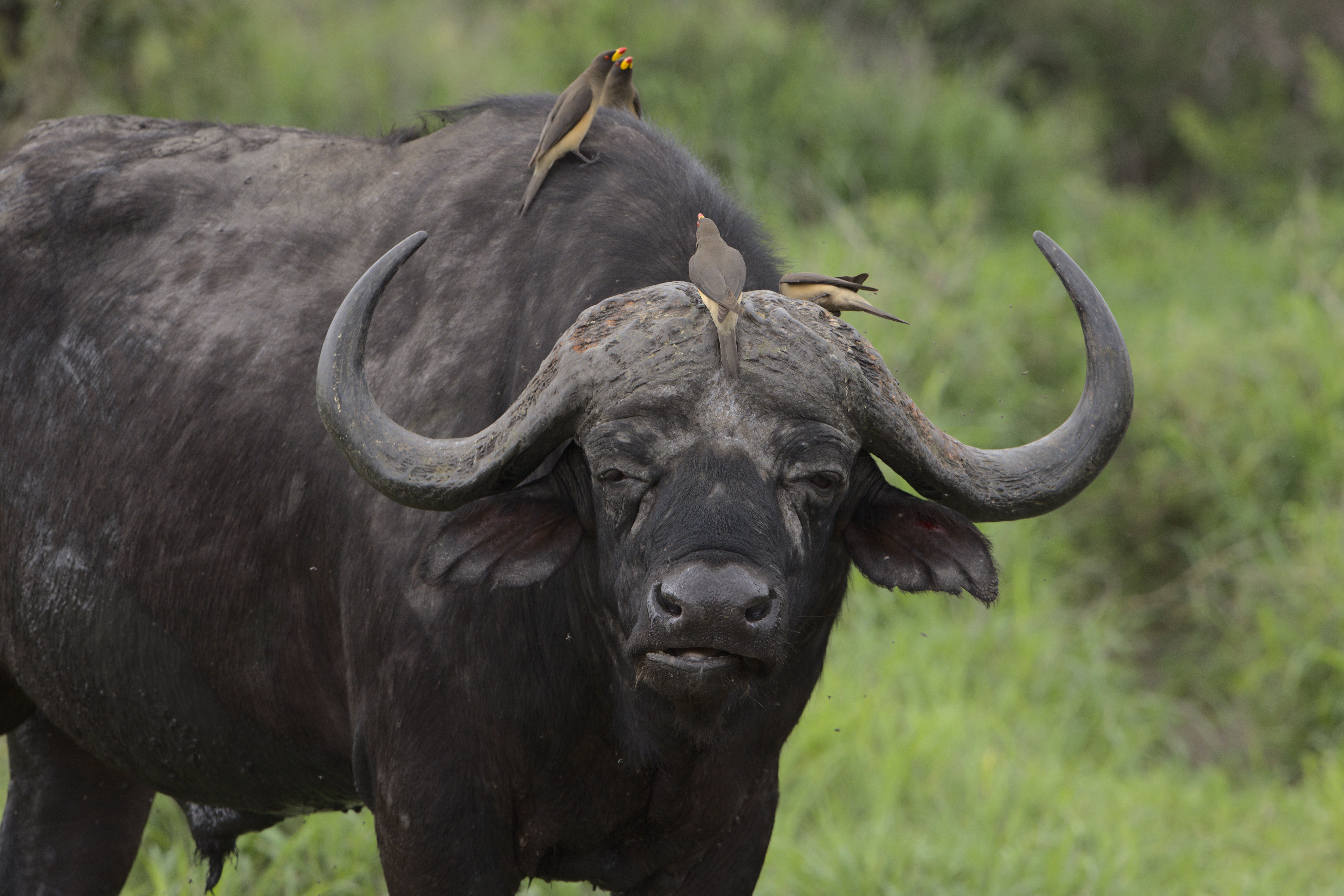 Kruger