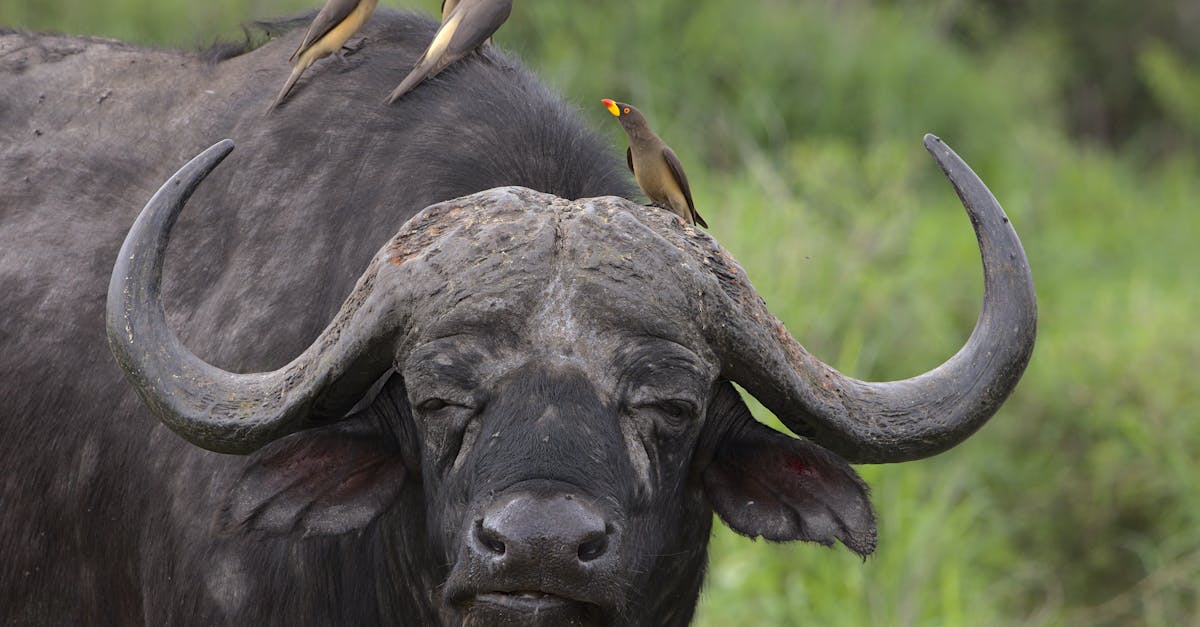 Yellow-billed oxpeckers perched on a Cape buffalo in Kruger National Park.