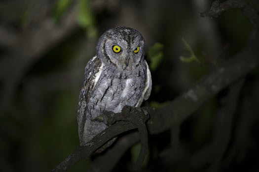 A captivating shot of an African scops owl perched at night in Kruger National Park, South Africa.