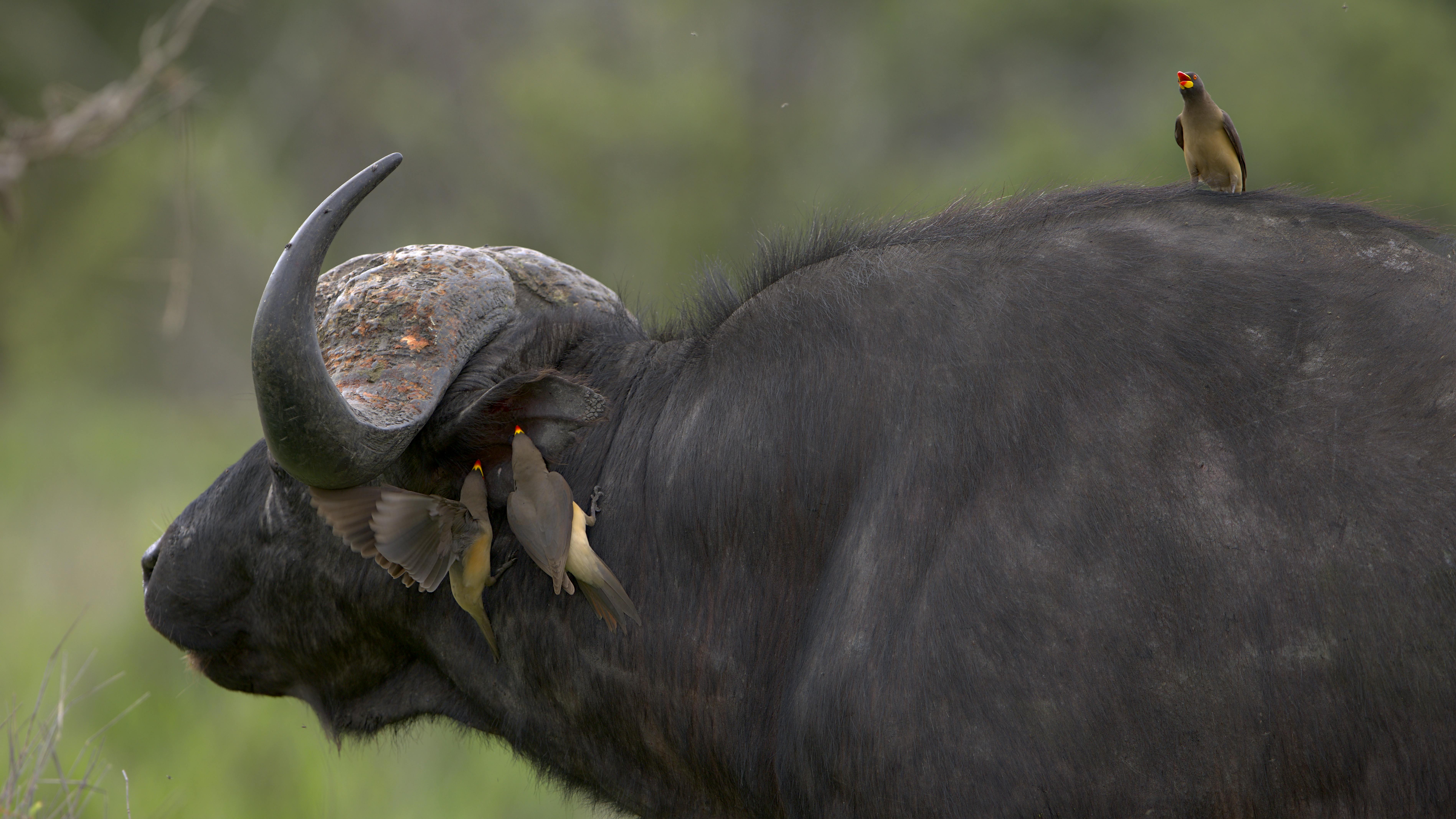 Gerbang Menuju Dunia Burung: Menyapa Penghuni Taman