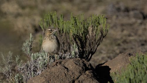 Free A Mountain Pipit perched on a rock in the Drakensberg Mountains, South Africa. Stock Photo