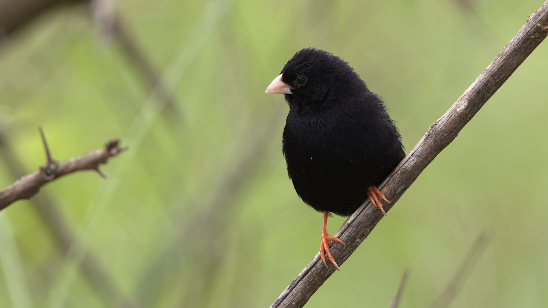 A dusky indigobird (Vidua funerea) perched on a branch, captured in vivid detail.
