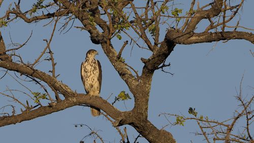 Free A majestic African Hawk-Eagle perched on a tree in Kruger National Park, South Africa. Stock Photo