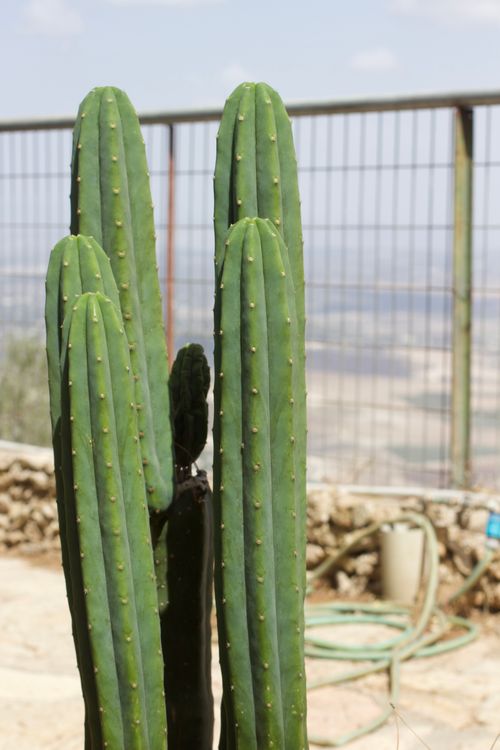 Free Close-up of a tall cactus against a blurred desert background, highlighting natural textures. Stock Photo