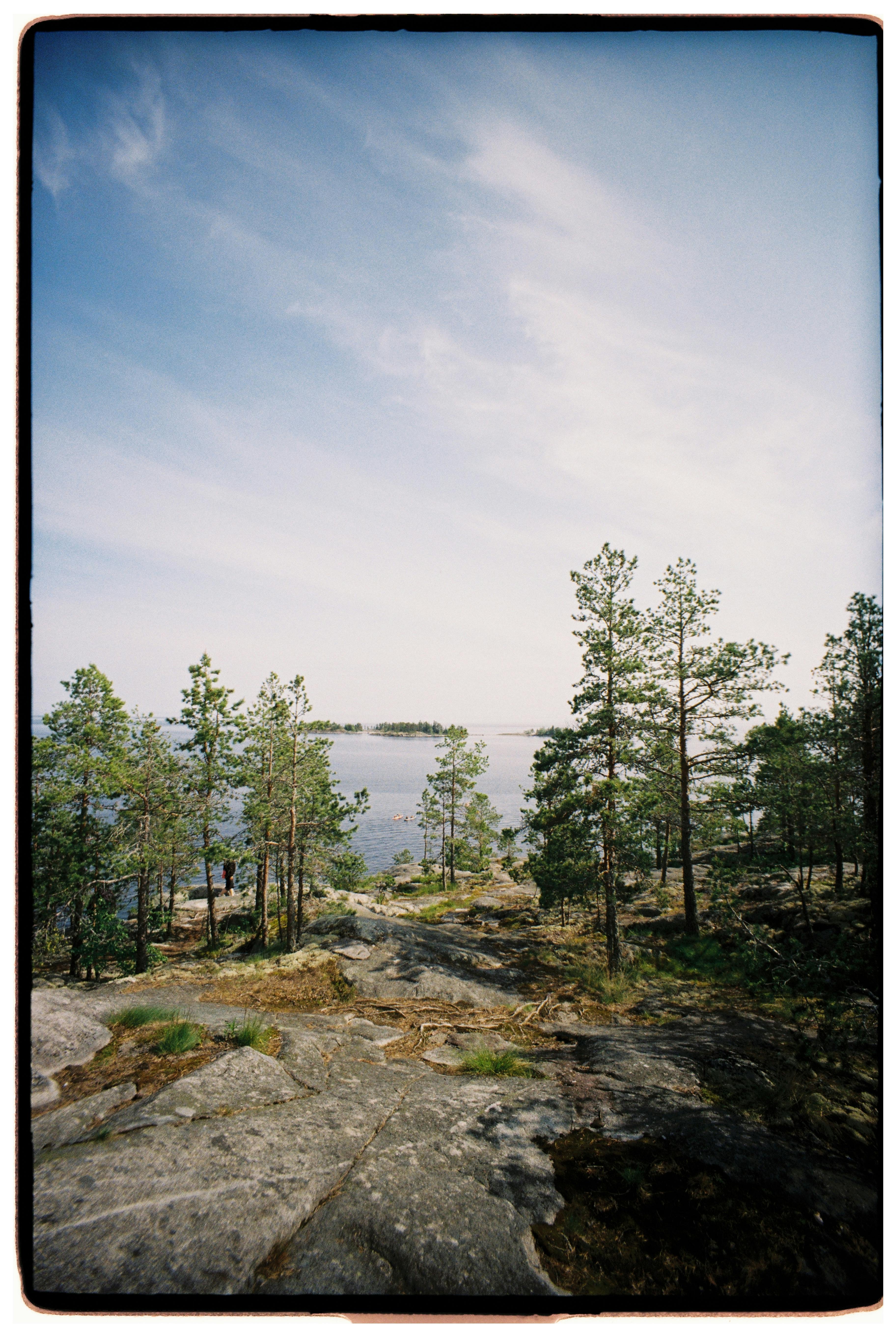A peaceful coastal view of a pine forest with rocky terrain overlooking a calm sea under a bright sky.