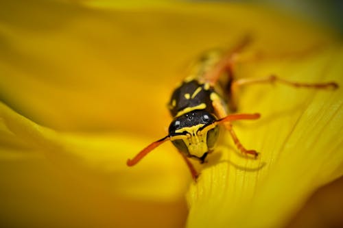 Close Up Photo of Yellow Flower with Black and Yellow Insect