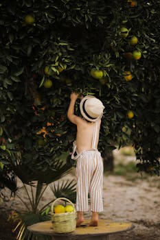 A young child reaches up to pick oranges from a lush tree in Hatay, Türkiye.