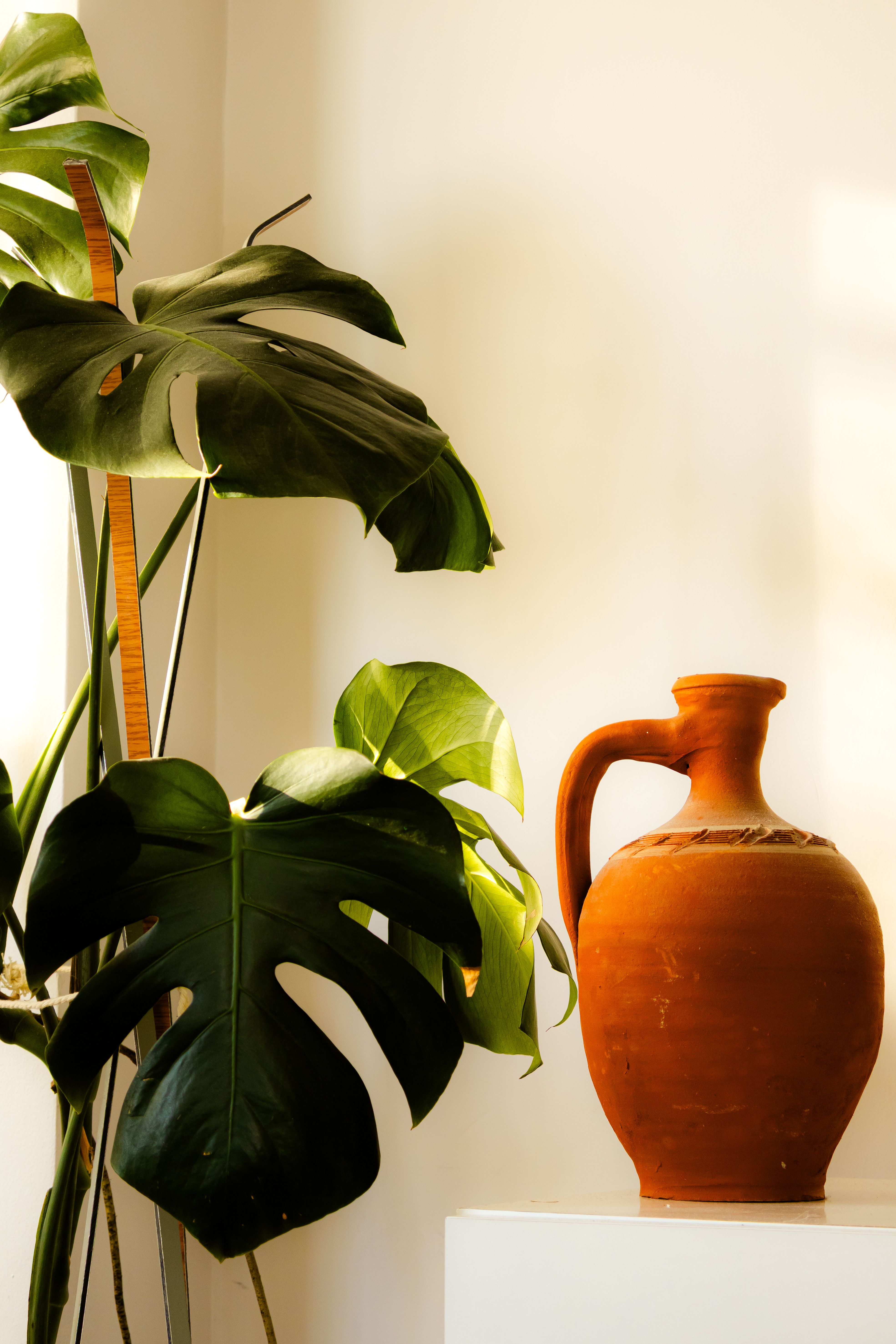 Elegant Terracotta Vase and Monstera Plant  Free Stock Photo