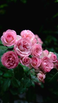 Vivid pink roses in full bloom against a dark green backdrop, showcasing nature's beauty.