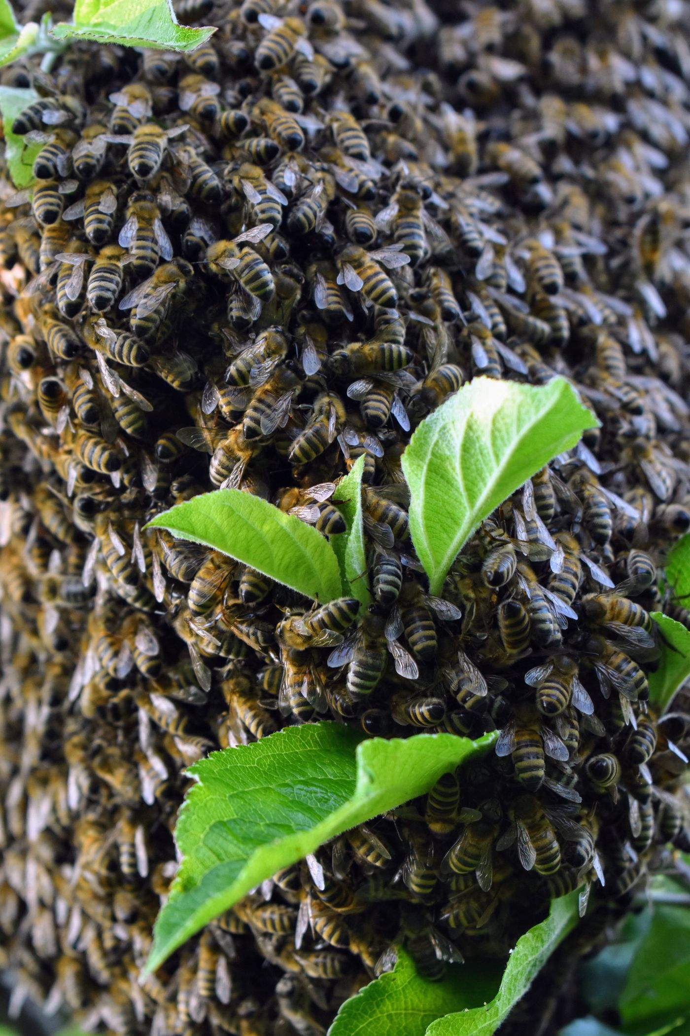 Enjambre de abejas agrupadas en una rama como símbolo de presión colectiva