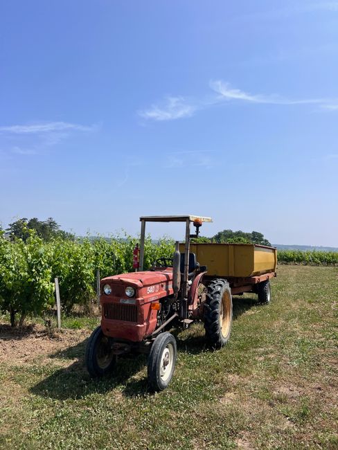 A red tractor parked in a lush vineyard under a clear blue sky. Ideal for agricultural themes.