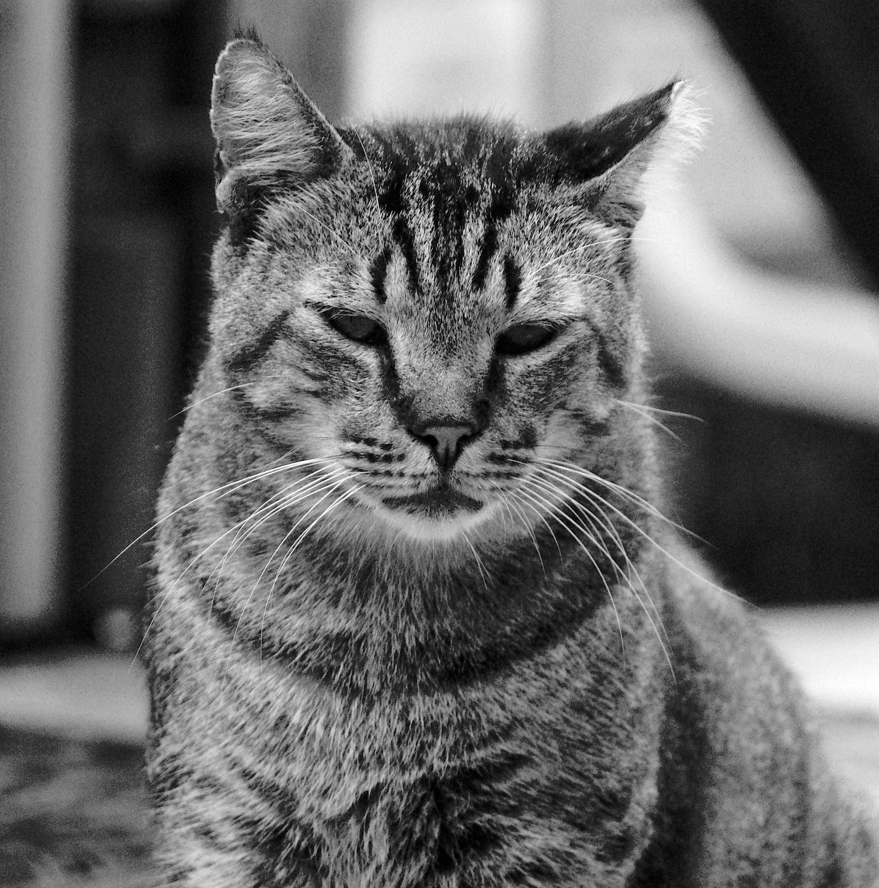 Close-Up Portrait of a Tabby Cat in Black and White · Free Stock Photo