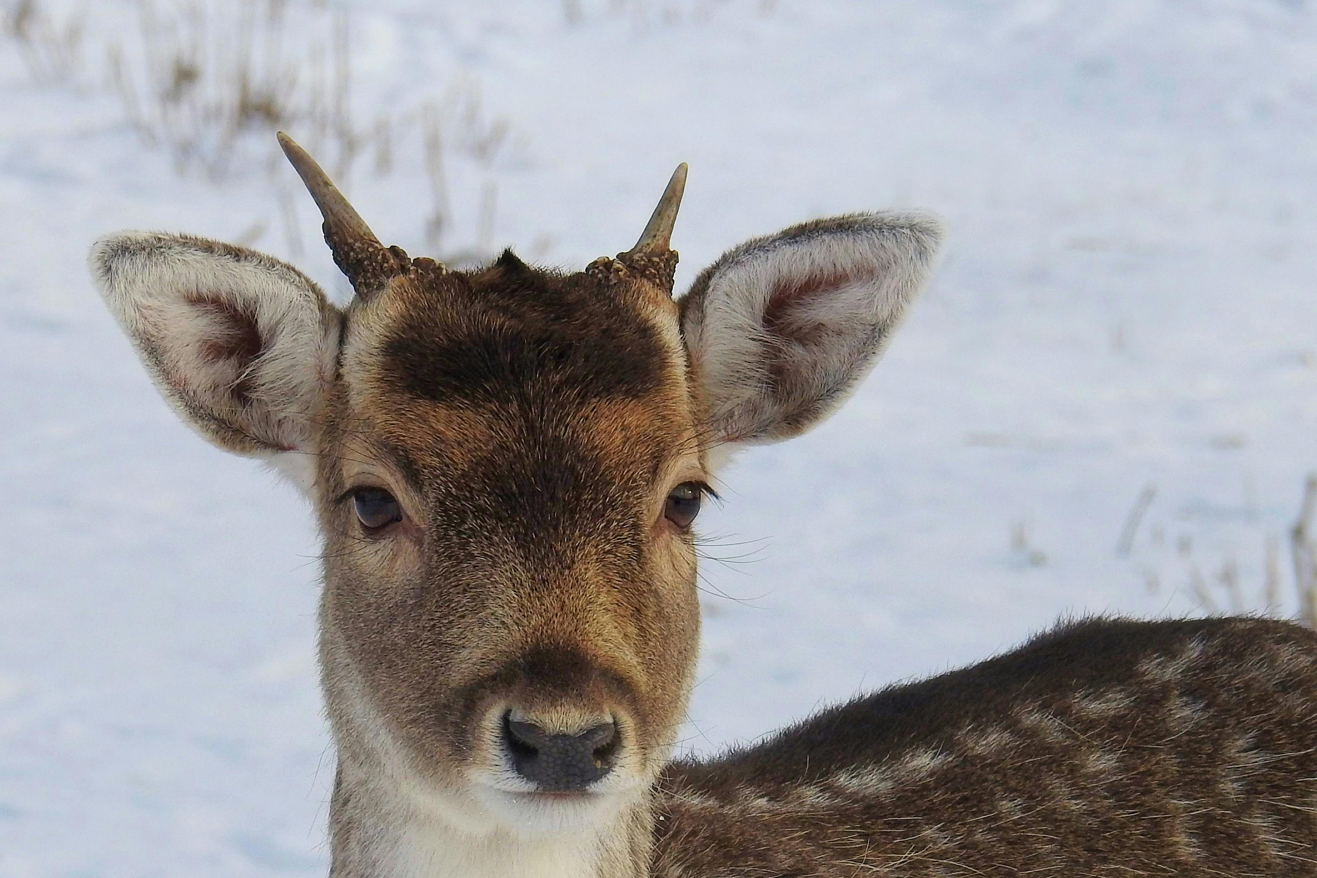 Portrait of Deer on Snow · Free Stock Photo