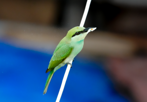 Free A vivid Green Bee-eater perched on a wire in Kolkata, India, catching a meal. Perfect for wildlife enthusiasts. Stock Photo