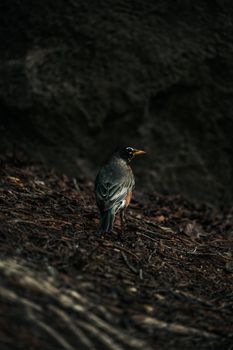 A solitary American Robin resting on forest floor with earthy tones.