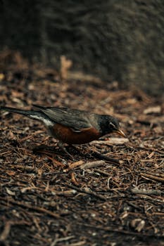 American Robin on forest floor, showcasing vibrant plumage in natural habitat.