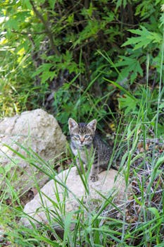 Charming tabby kitten exploring a vibrant summer garden in Antalya, Türkiye.