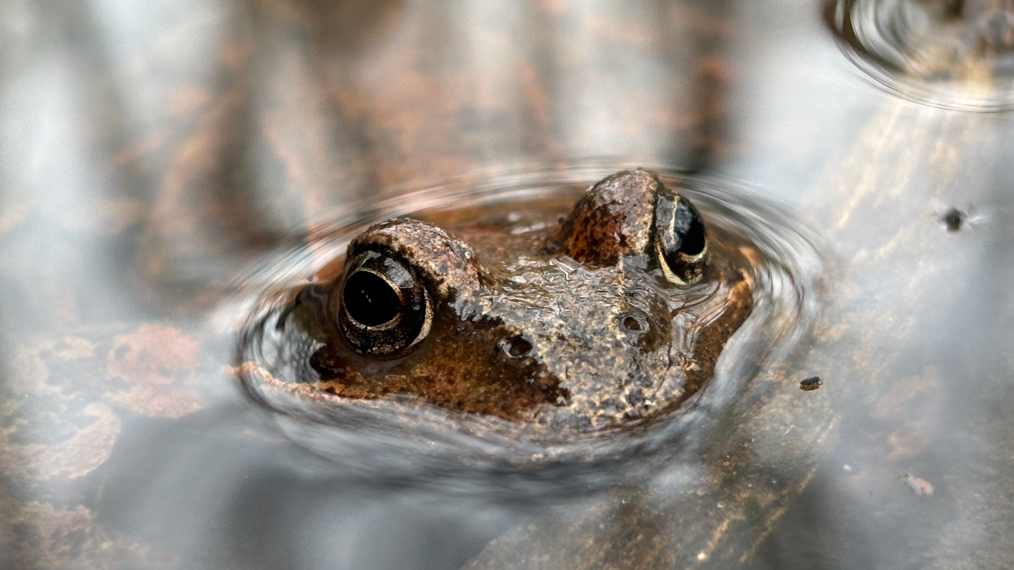 Close-Up of a Frog Partially Submerged in a Pond · Free Stock Photo