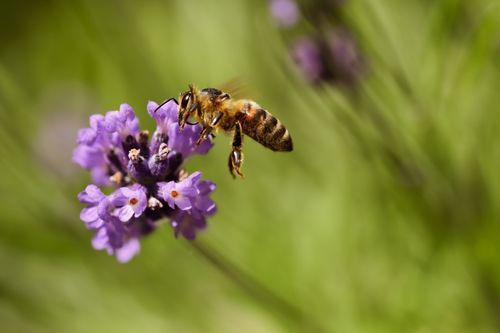 Free Detailed close-up of a honeybee collecting nectar from a vibrant lavender flower in natural setting. Stock Photo