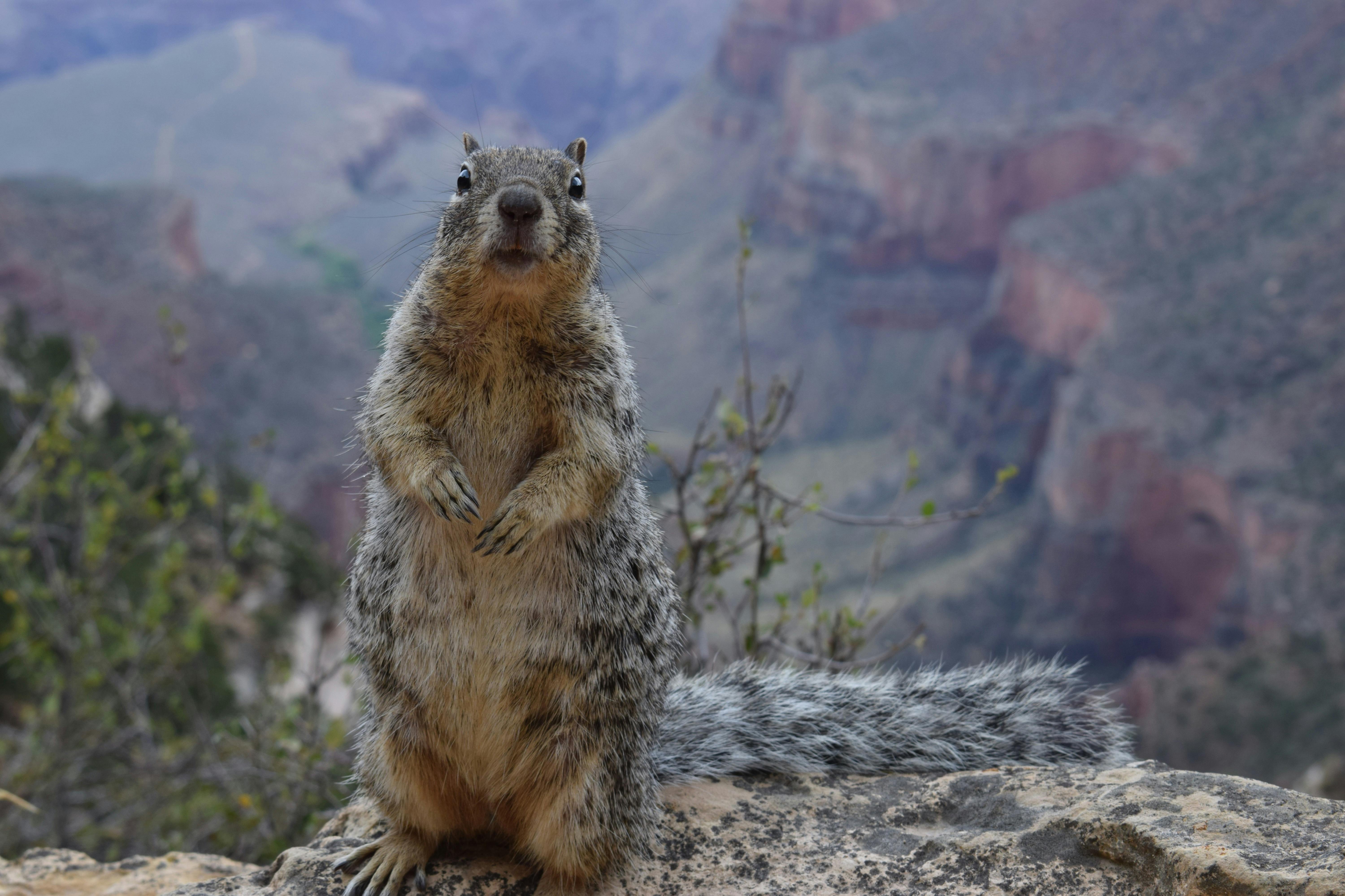 Free stock photo of animal, landscape, national park