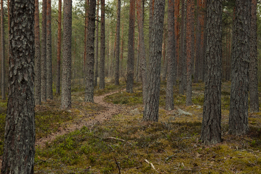 Discover serenity on a winding trail through a picturesque coniferous forest.