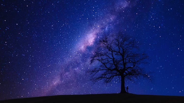 Person Beside Bare Tree At Night