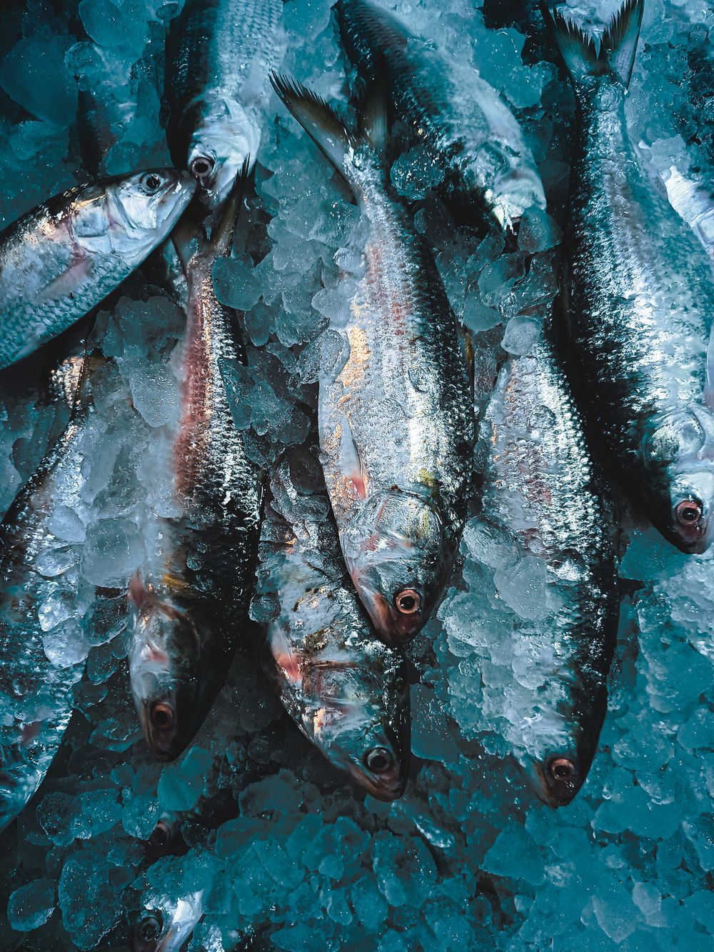 Fresh hilsha fish on ice at Jashore market