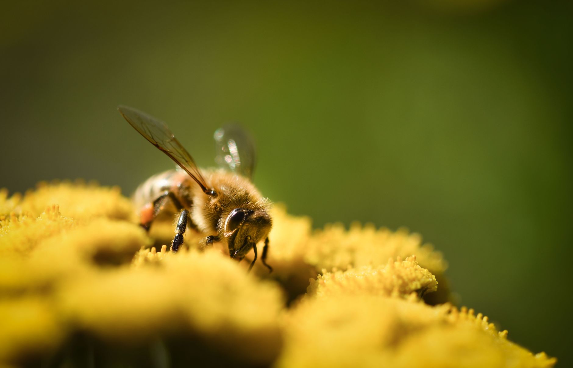 scrapingbee alternatives