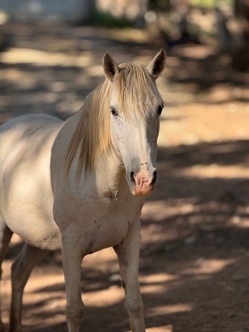 Free A stunning golden horse stands gracefully on a sunlit forest path, looking forward. Stock Photo
