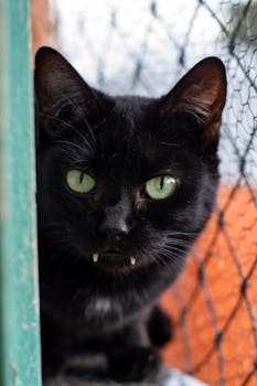 Gato Preto Olhos Verdes Presas Grandes - Morceguinho 