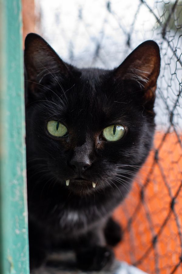 Close intenso de um gato preto com impressionantes olhos verdes olhando através de uma gaiola, perfeito para projetos com tema felino.
