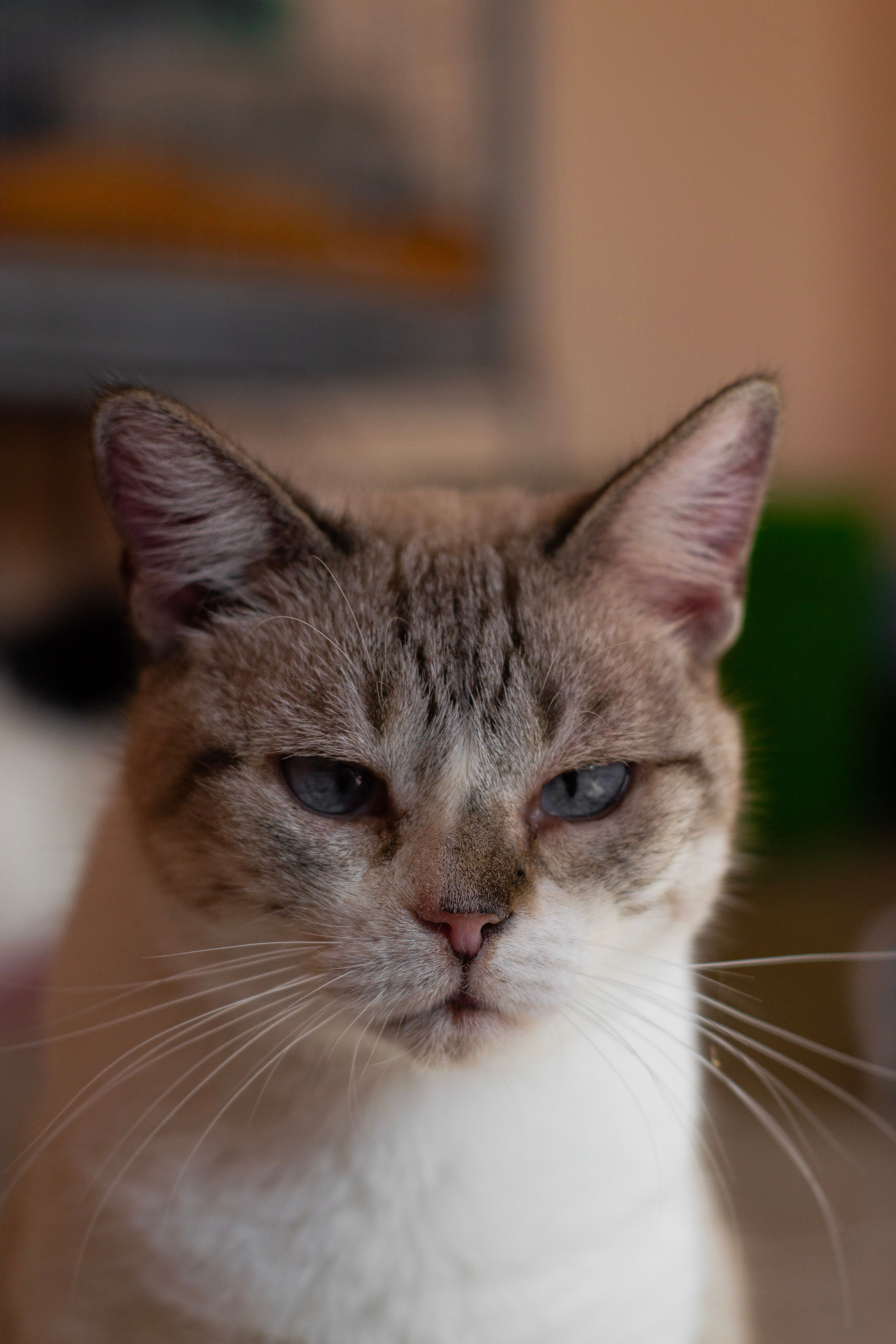 Gatto con 7 vite? No: 29 dita. Scopri il felino americano che ha battuto un record mondiale