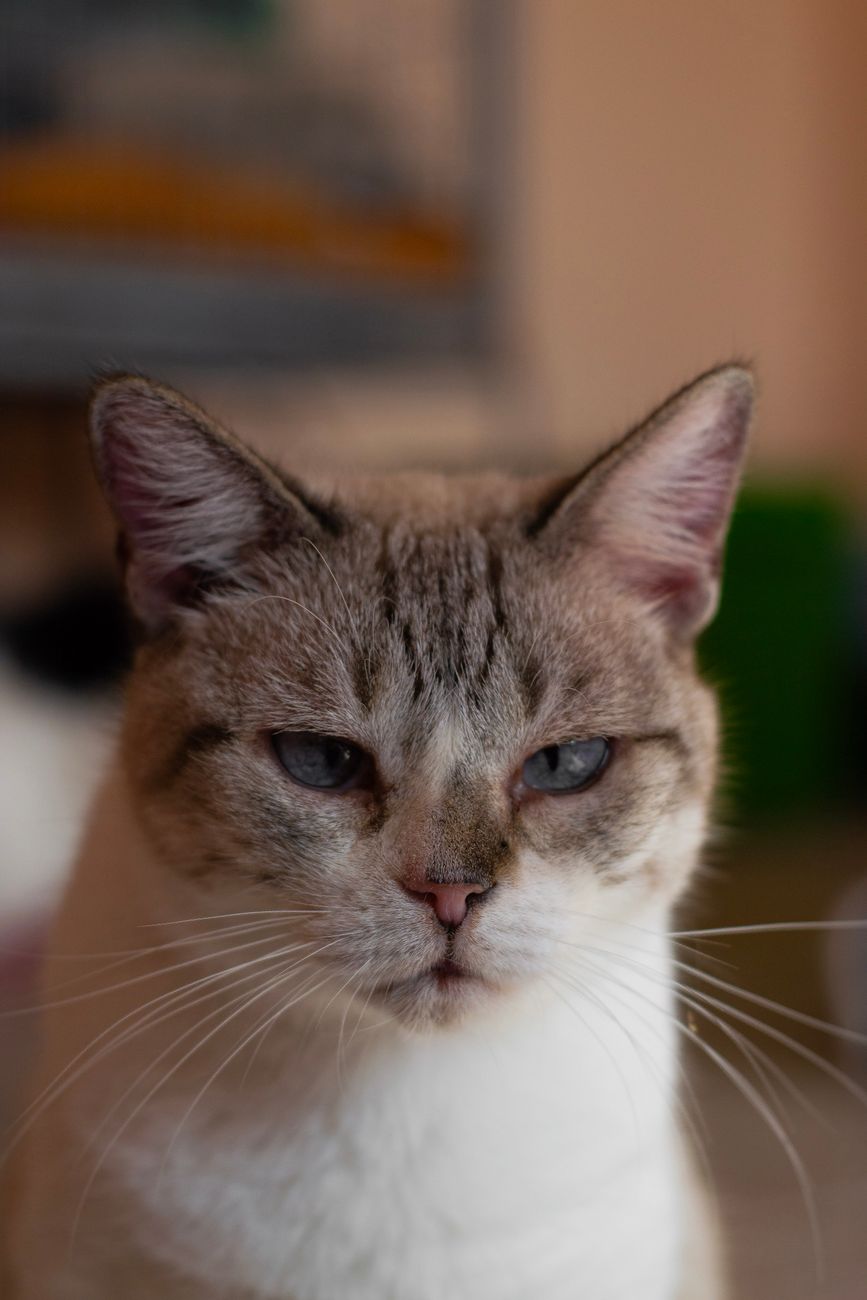 Gatto con 7 vite? No: 29 dita. Scopri il felino americano che ha battuto un record mondiale