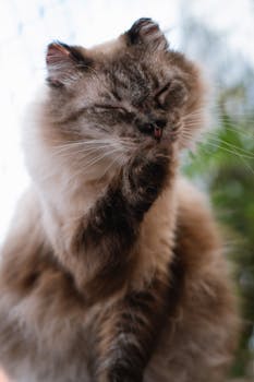 A fluffy cat in Brazil is seen grooming itself outdoors, enjoying a moment in the sun.