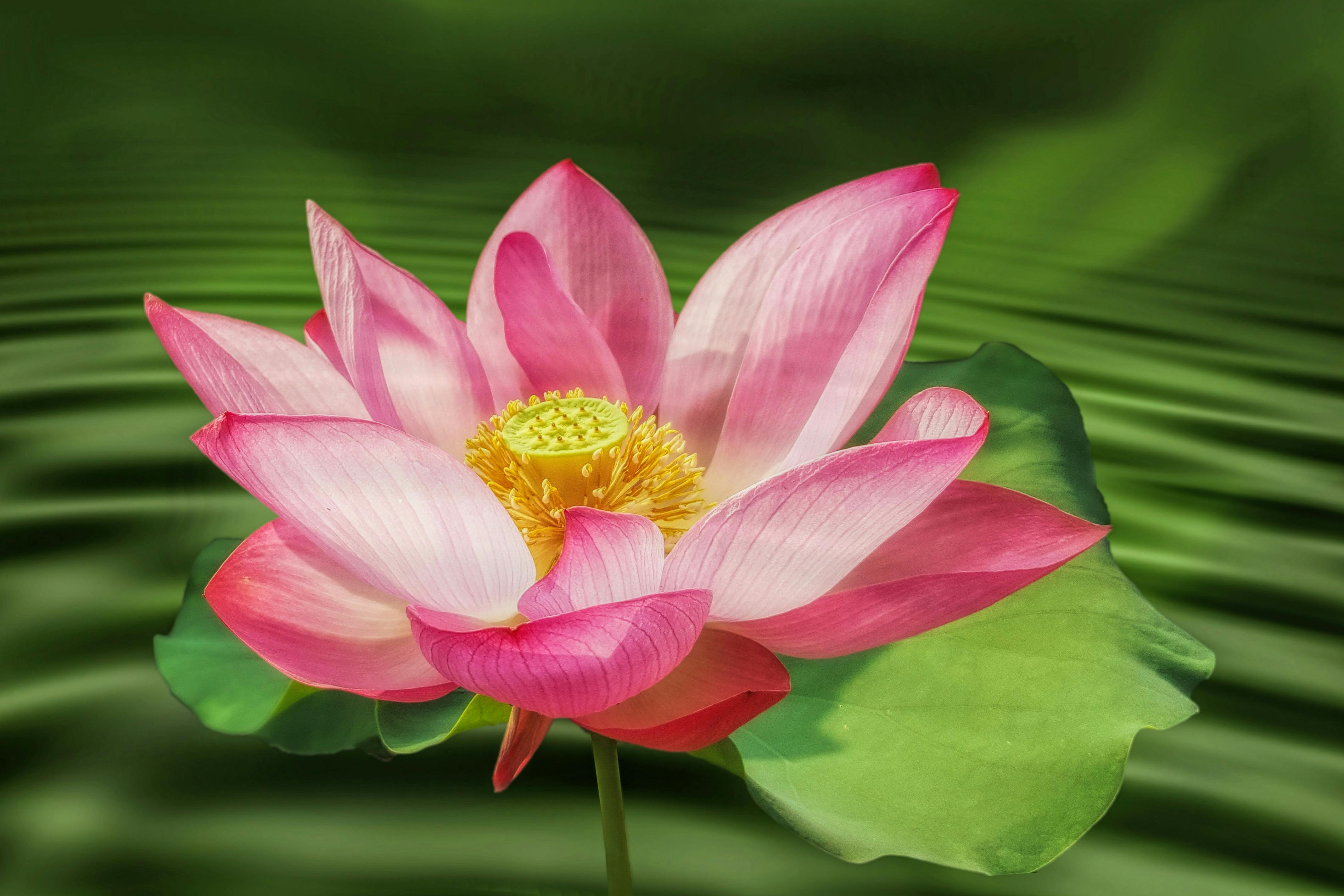 Image Gratuite Sur Pixabay Lotus Fleur De Lotus Fleur