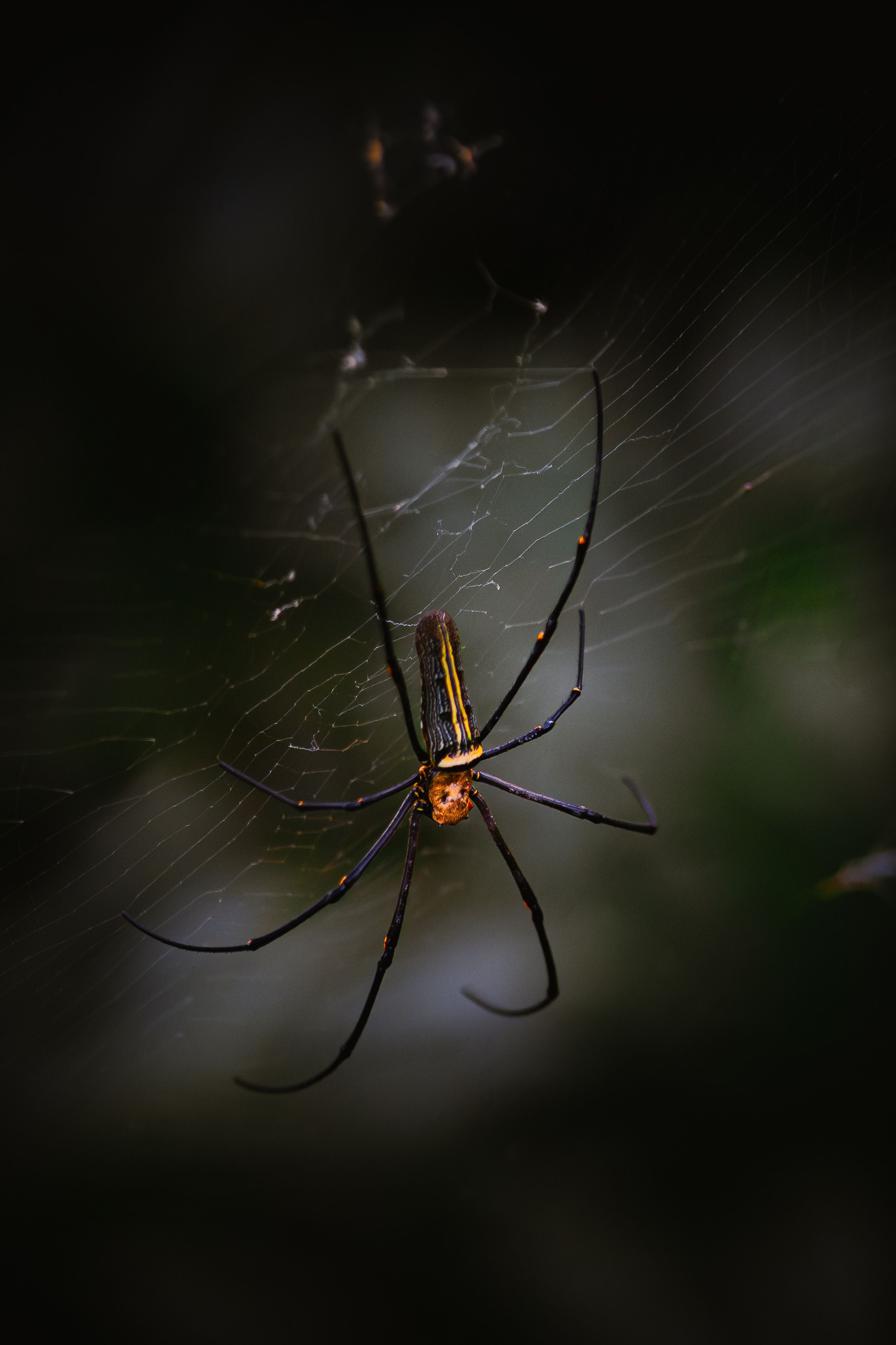Golden Orb Weaver Spider on Intricate Web · Free Stock Photo