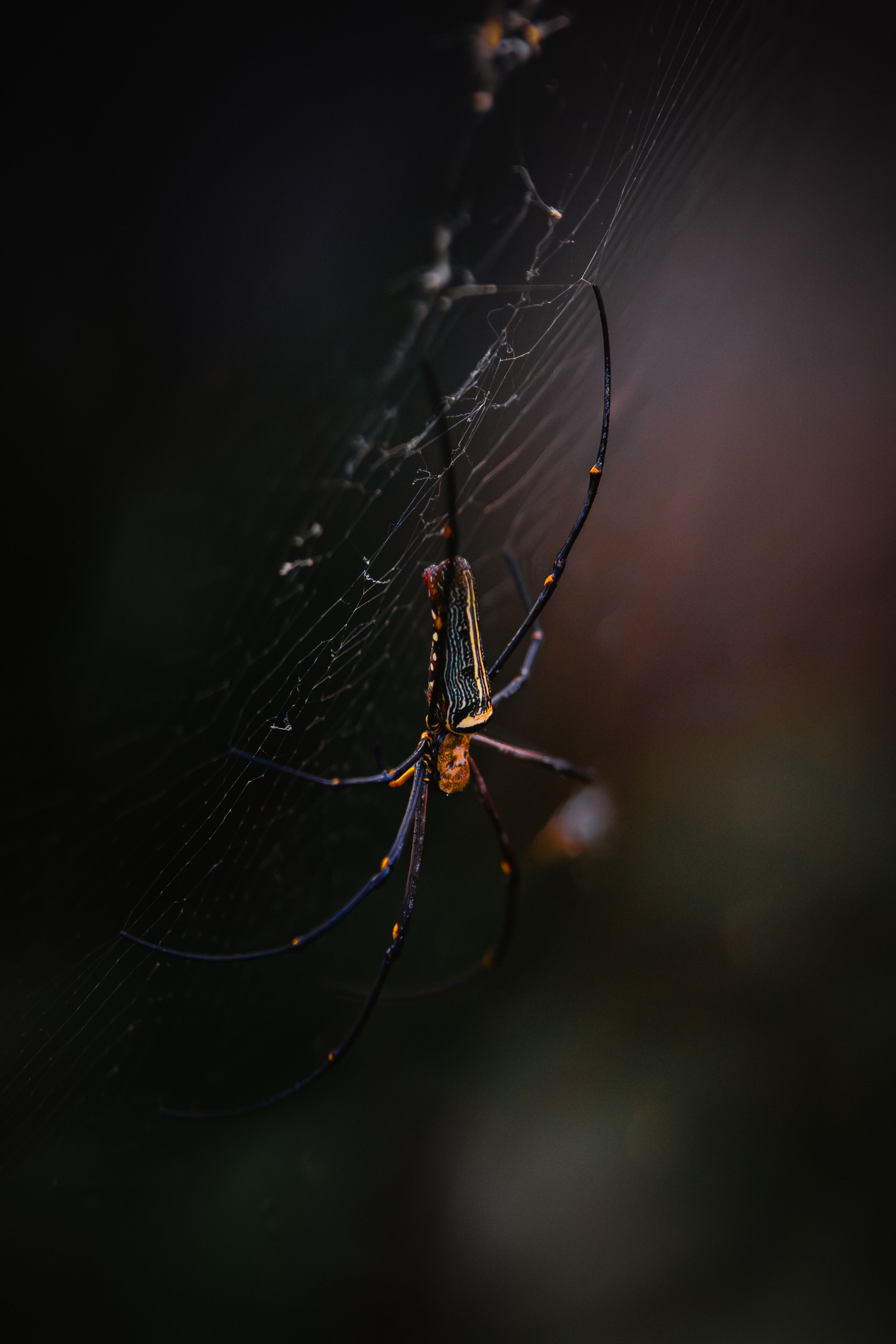 Golden Orb Weaver Spider on Intricate Web · Free Stock Photo
