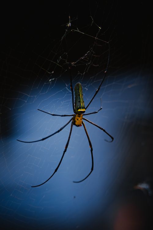 Free Close-up of a golden orb weaver spider against a deep blue background, highlighting its intricate web. Stock Photo