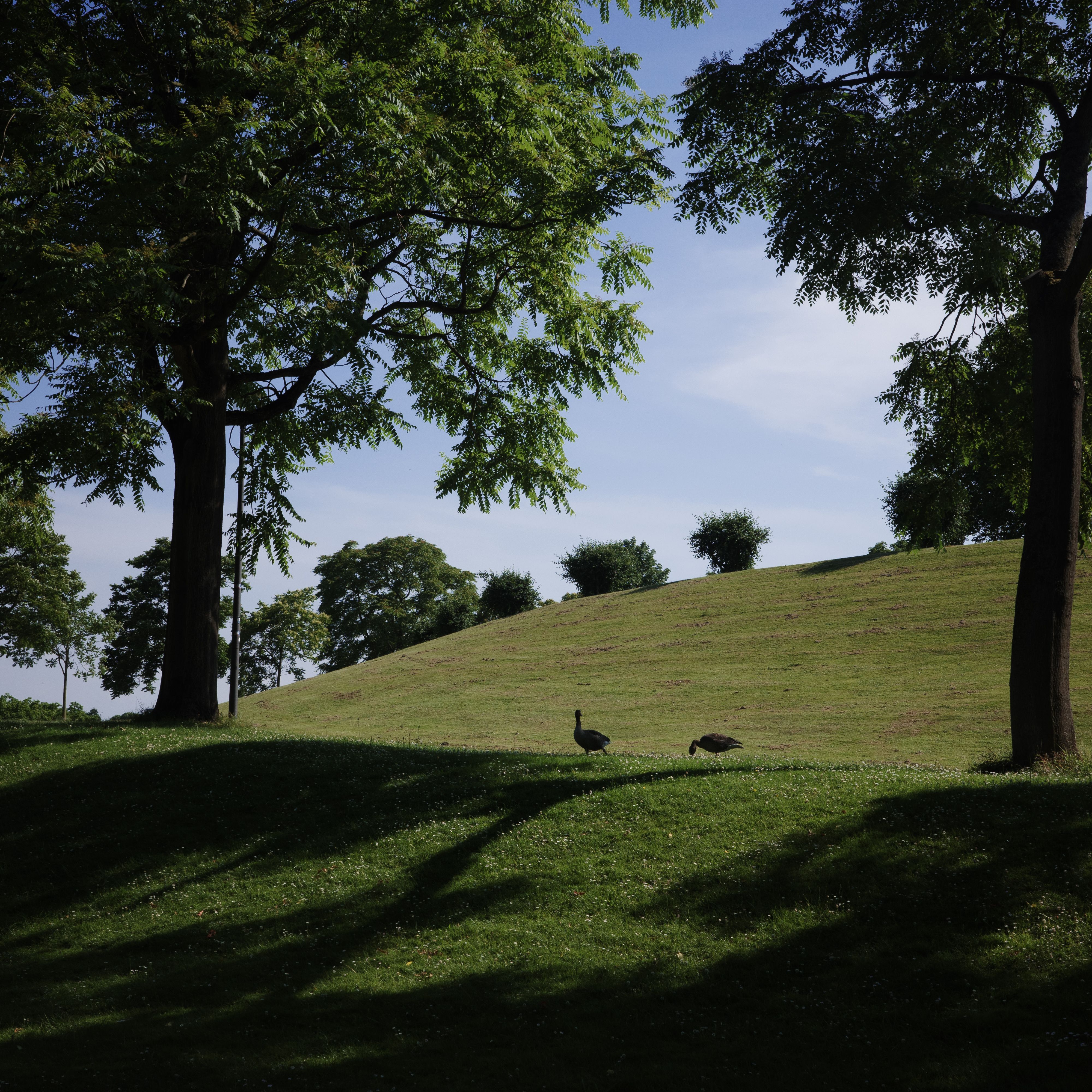 A serene park in Bonn, Germany, with sunlight filtering through trees on a grassy hill.