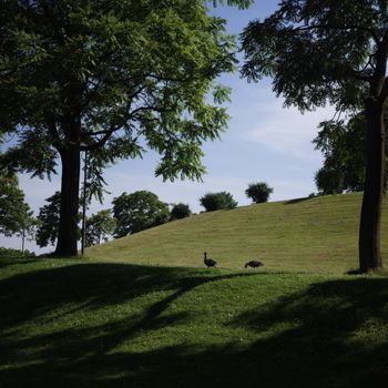 A serene park in Bonn, Germany, with sunlight filtering through trees on a grassy hill.