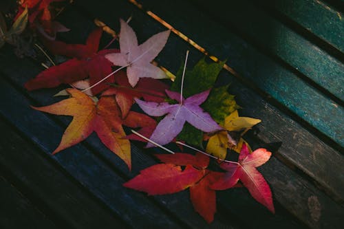 Free Withered Leaves on Bench Stock Photo